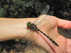 Cordulegaster bidentata