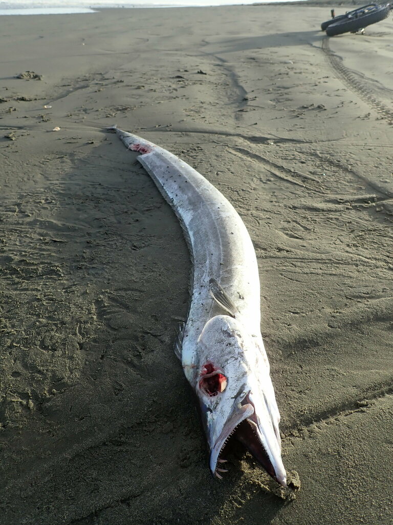 Silver Scabbardfish