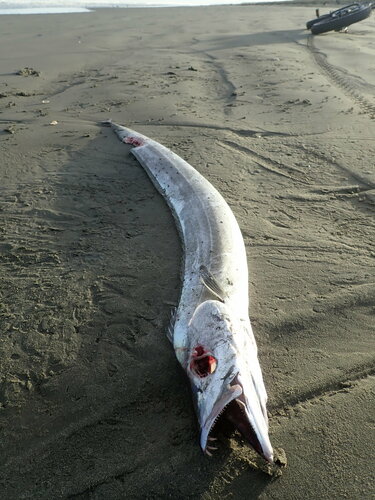 Silver Scabbardfish