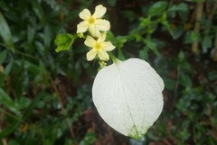 Mussaendeae