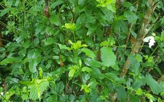 Mussaendeae