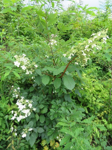 Image of Hydrangea paniculata by (c) Marco Mussita, some rights reserved (CC BY)