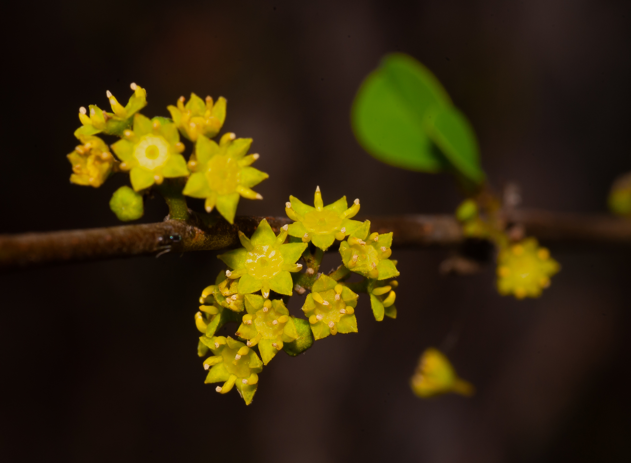 Colubrina elliptica