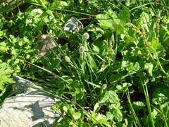 Alopecurus magellanicus