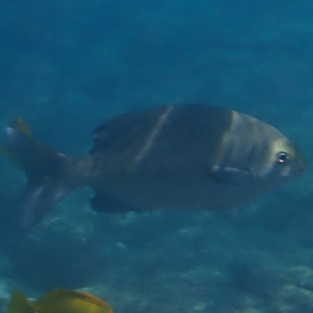 Blue Sea Chub