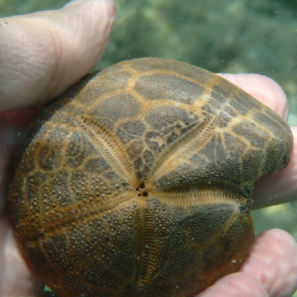 Keeled Heart Urchin
