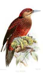 Okinawa Woodpecker photo 2