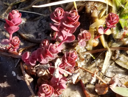 Hypericum mutilum iNat (1)
