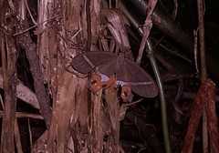 Pierella nereis