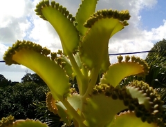 Kalanchoe laetivirens