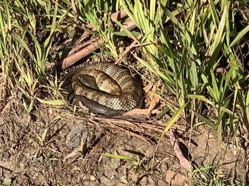 Tiger Snake sighting