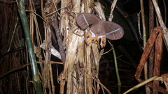 Pierella nereis