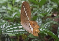 Pierella nereis