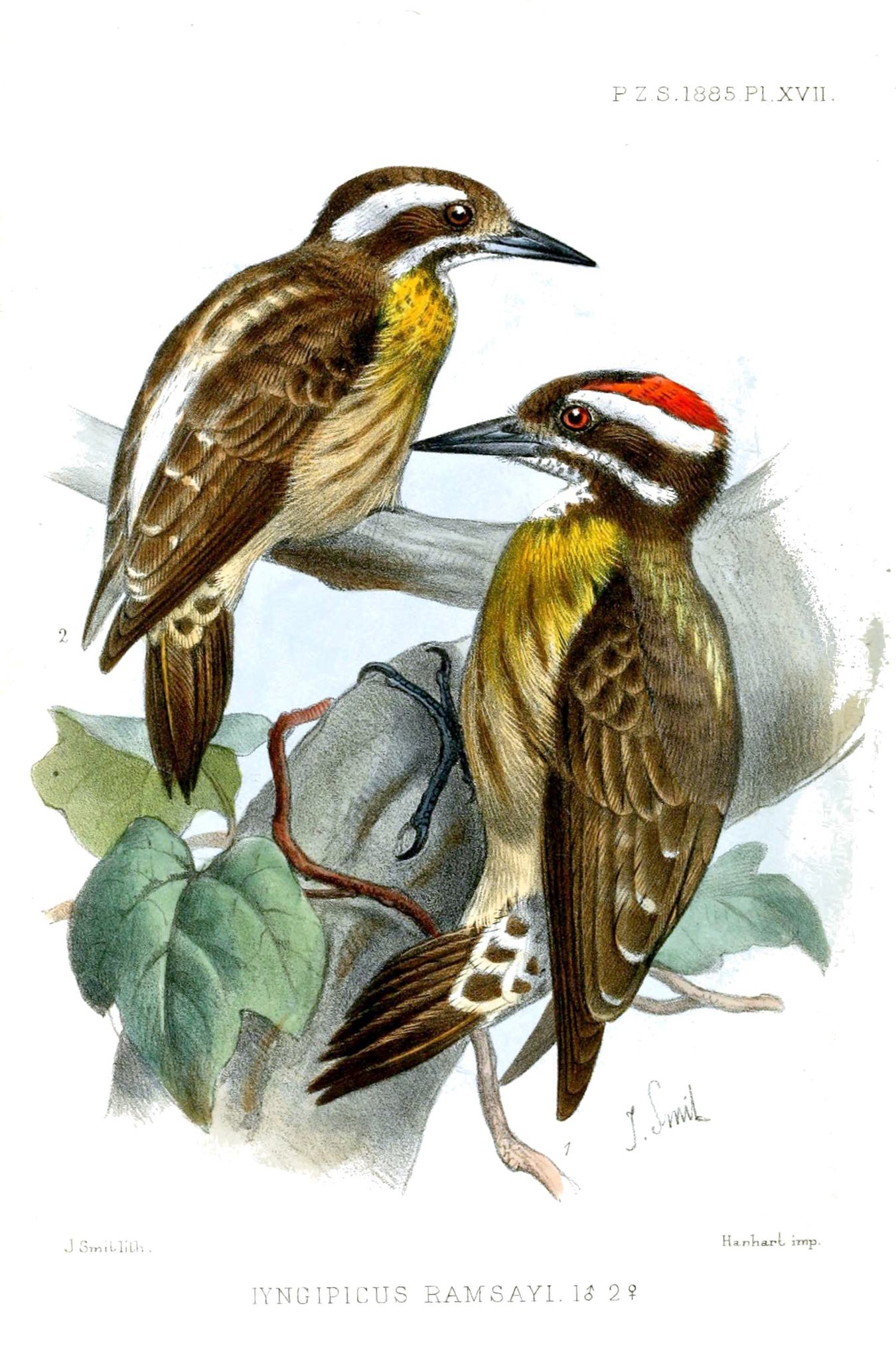 Sulu Pygmy Woodpecker illustration