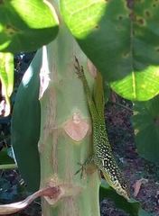 Anolis roquet