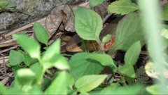 Plestiodon chinensis