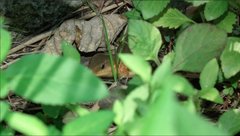 Plestiodon chinensis