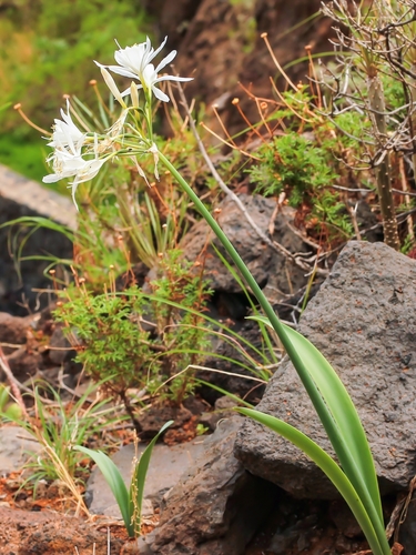 Pancratium canariense Ker Gawl.