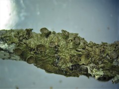 Melanohalea exasperata