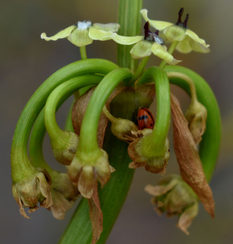 Astonia