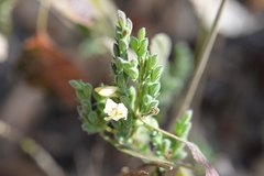 Henrya insularis