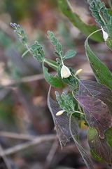 Henrya insularis