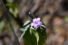 Ruellia breedlovei