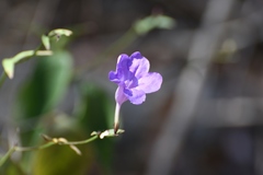 Ruellia breedlovei