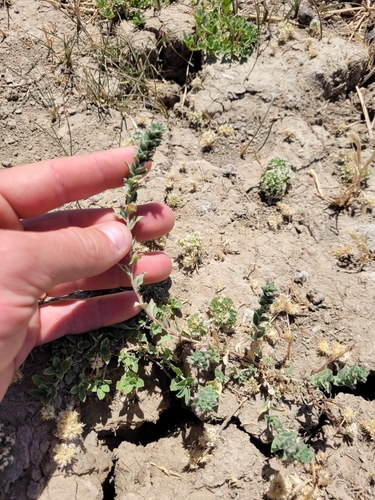 Smooth spike-primrose (Epilobium campestre)