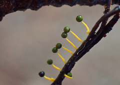 Physarum tenerum
