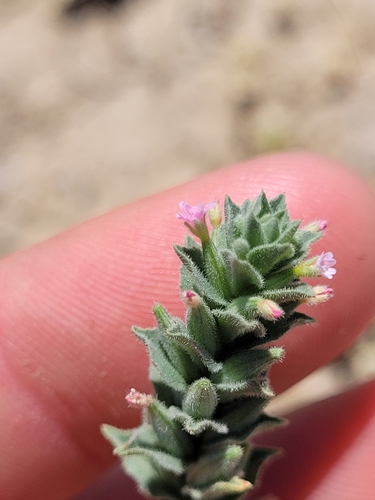 Image of Epilobium campestre by (c) Konshau Duman, some rights reserved (CC BY)