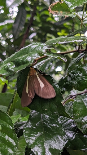 Asota heliconia photo 2