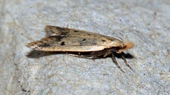 Atheropla decaspila