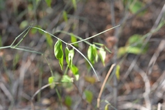 Haplophyton cimicidum