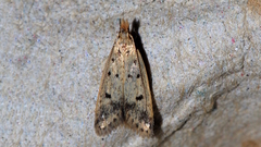 Atheropla decaspila