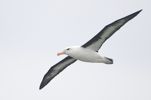 Black-browed Albatross, photo 6 of 9