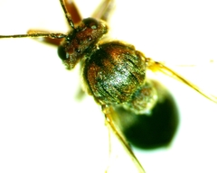 Cynipinae