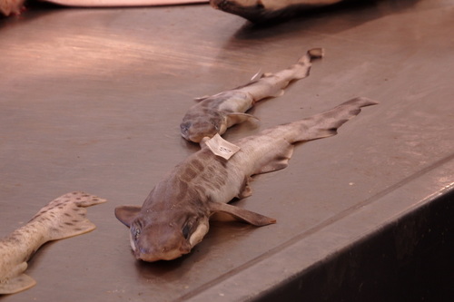 Galeus melastomus