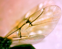 Cynipinae