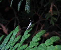 Argyresthia thuiella