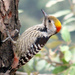 Brown-fronted Woodpecker - Photo (c) Nabarunsadhya, some rights reserved (CC BY-SA)