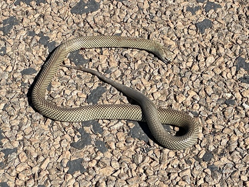 Mulga Snake sighting