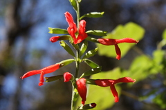 Salvia gesneriiflora