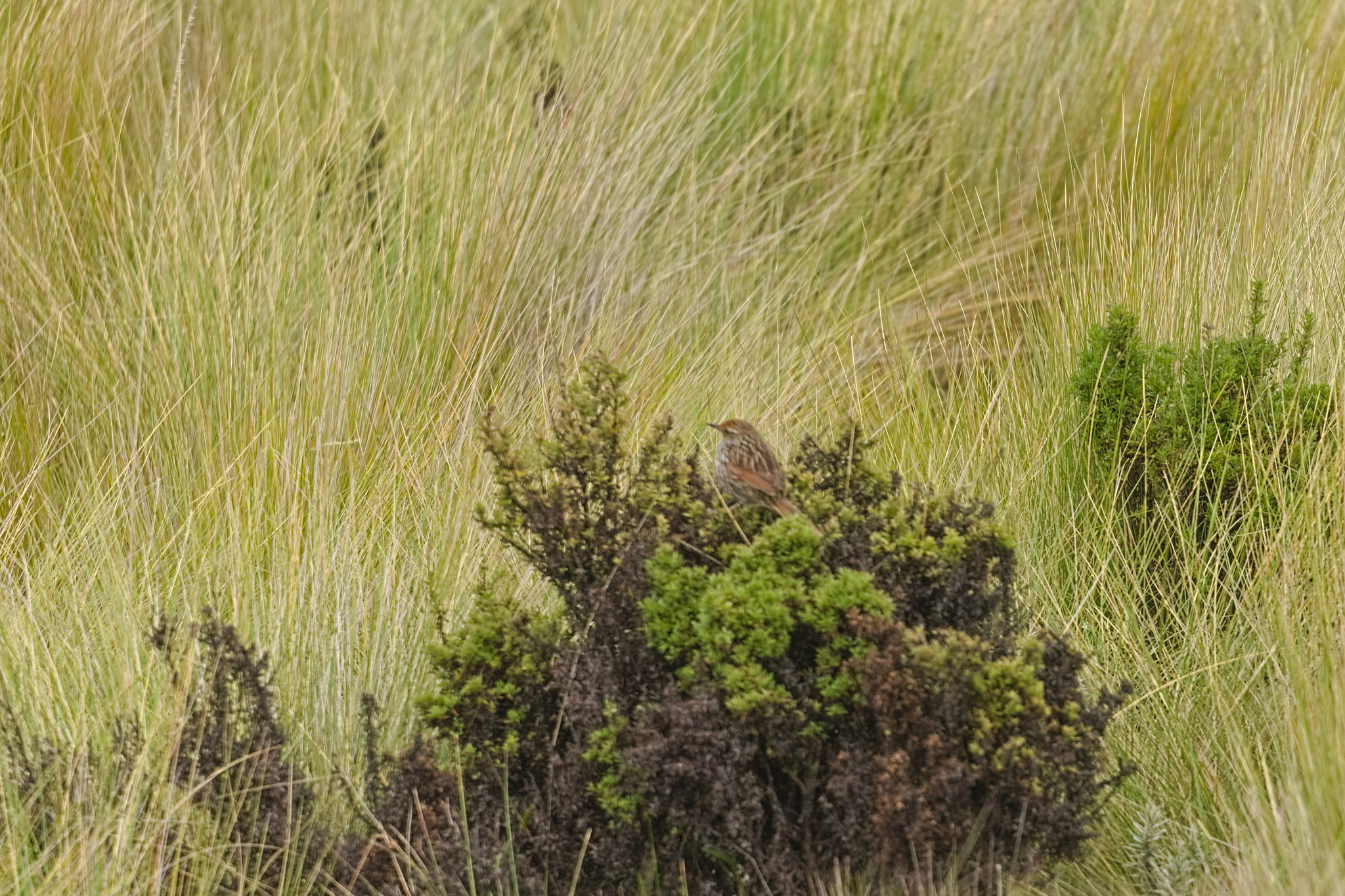 Many-striped Canastero (Asthenes flammulata), photo 9