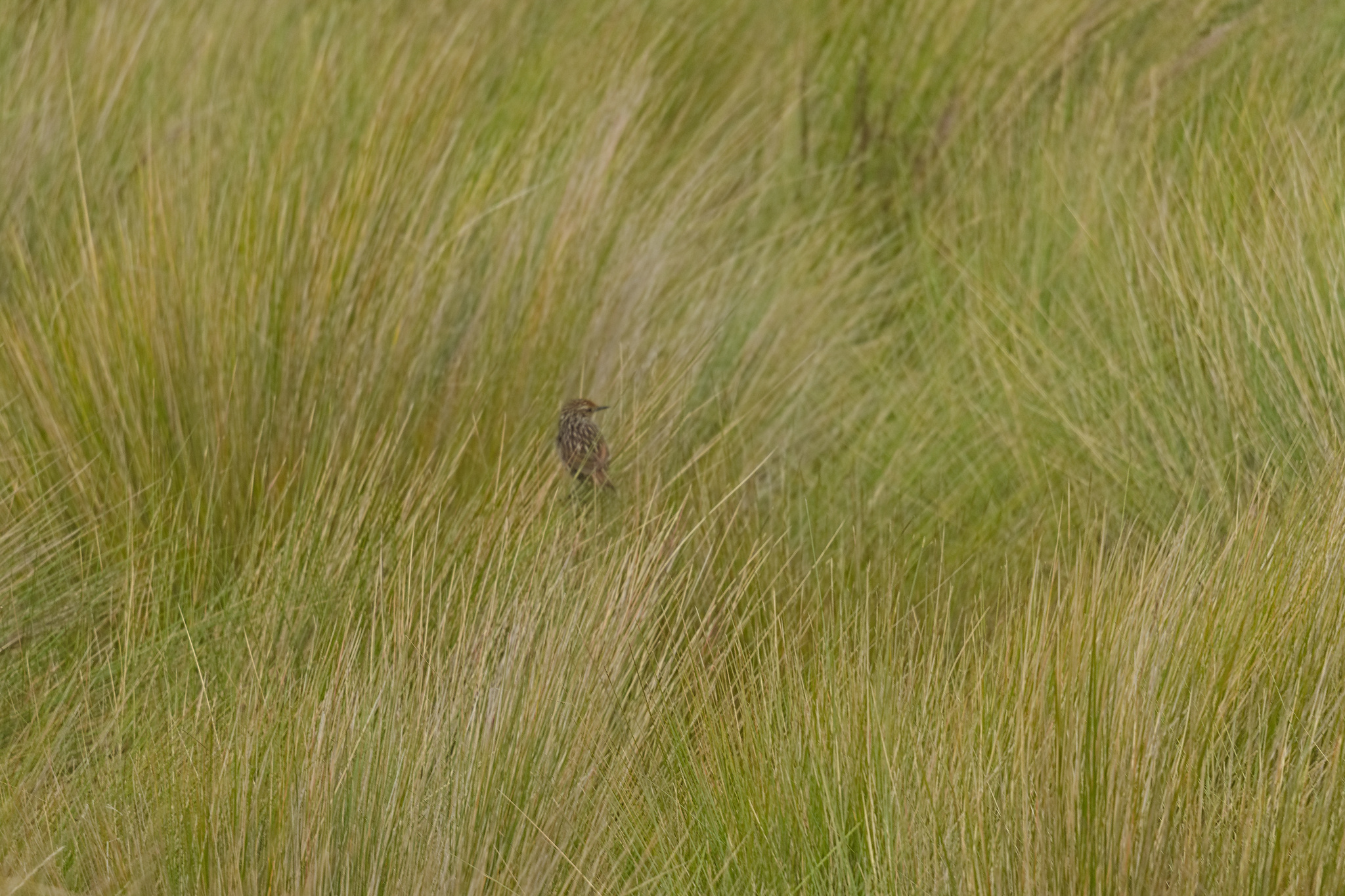 Many-striped Canastero (Asthenes flammulata), photo 10