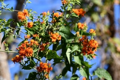 Pseudogynoxys haenkei