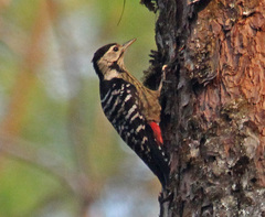 Stripe-Breasted Woodpecker photo 4