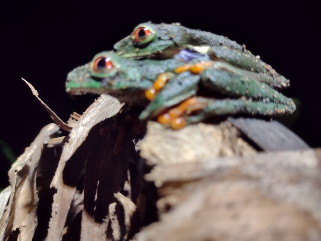Redeyed Tree Frog from Río San Juan, Nicaragua on July 28, 2023 at 06