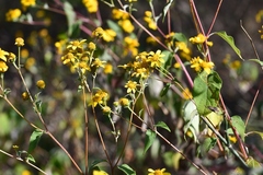 Verbesina hypoglauca