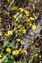 Verbesina hypoglauca